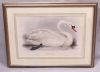 Antique #1133630