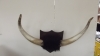 Antique #1138834