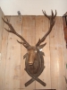 Antique #1077125