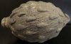 Antique #1066250